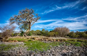 Un suelo árido, que florece.