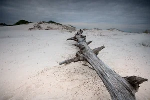Un viejo protagonista