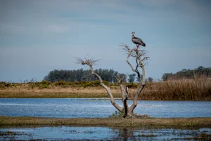 Atento a lo que suceda